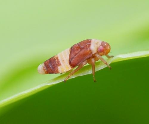 Réf. 230 691 : Oncopsis flavicollis
